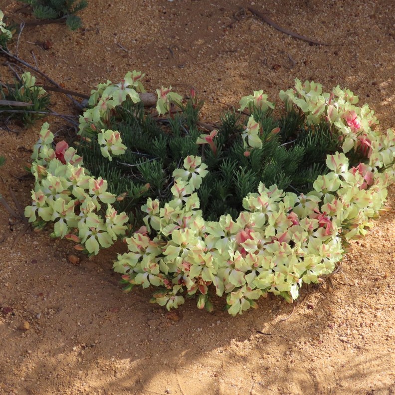 Wreath Flower