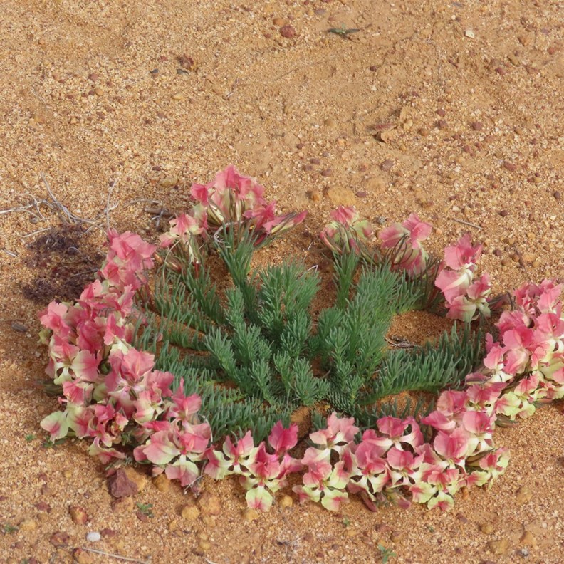 Wreath Flower 3