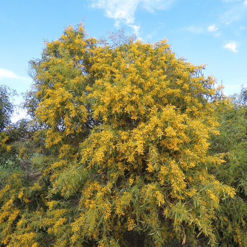 Golden Wreath Wattle