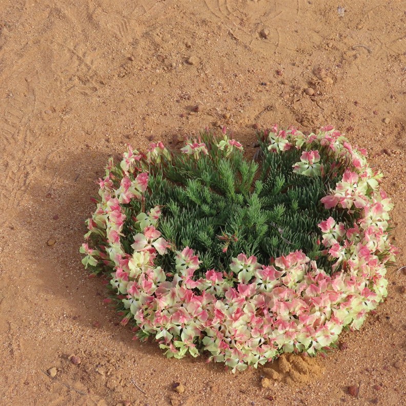 Wreath Flower 4
