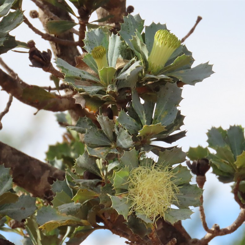 Parrot Bush