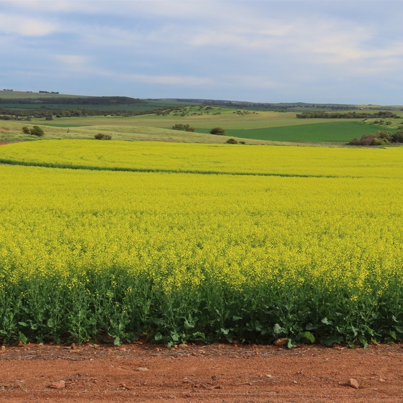 Chapman Valley 2