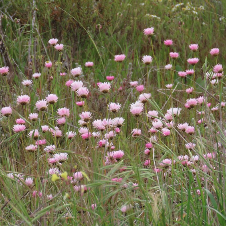 Pink Everlasting
