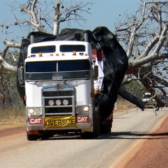 Even mature age boabs take to the road