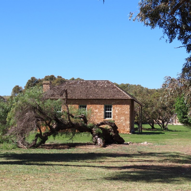 Leaning Trees