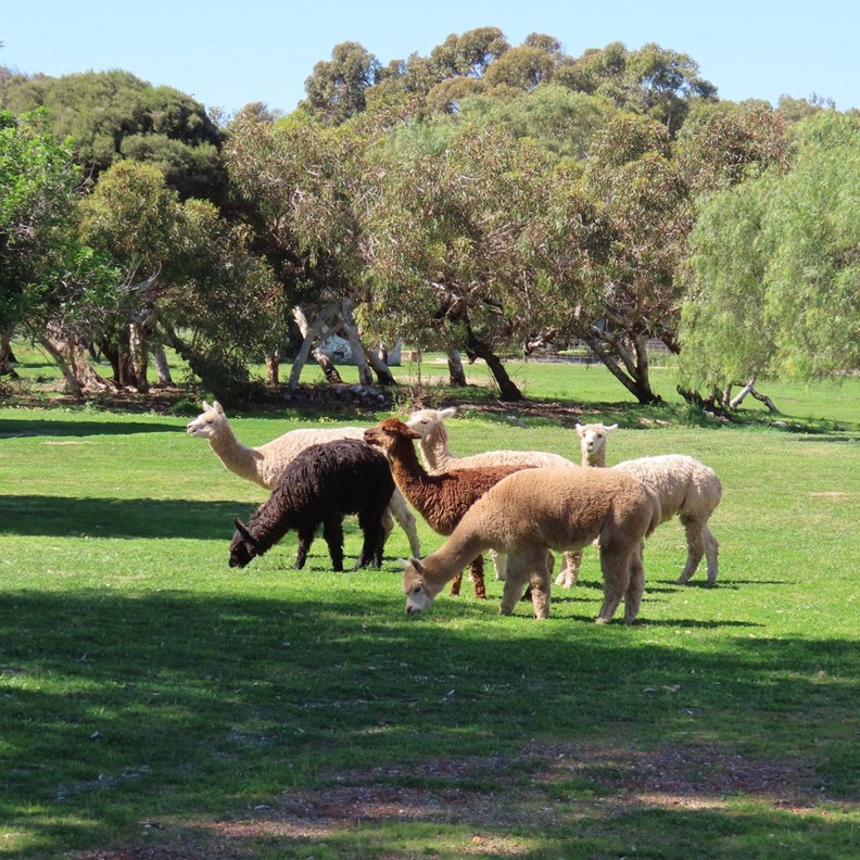 Alpacas