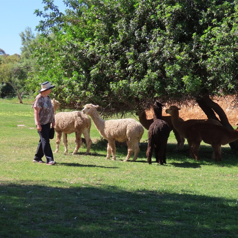 Alpacas 2