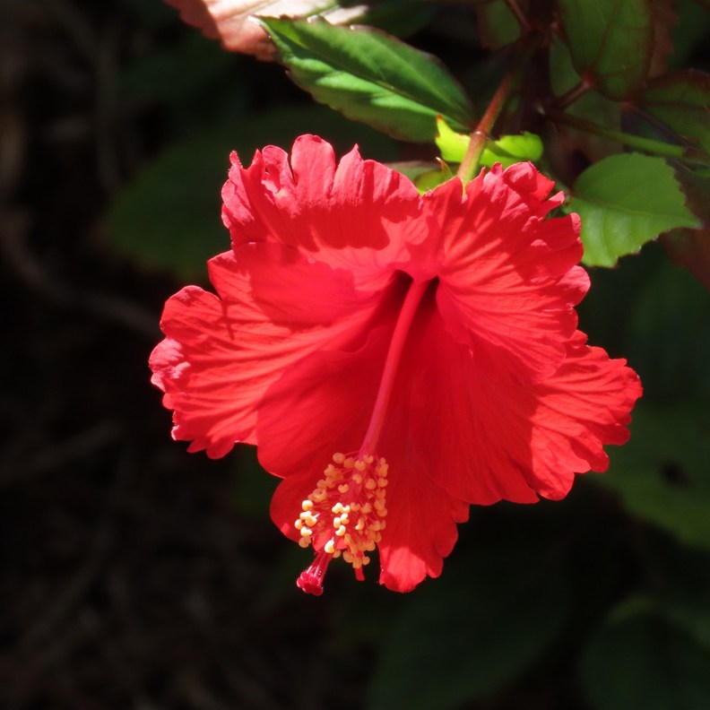 Tropical Hibiscus