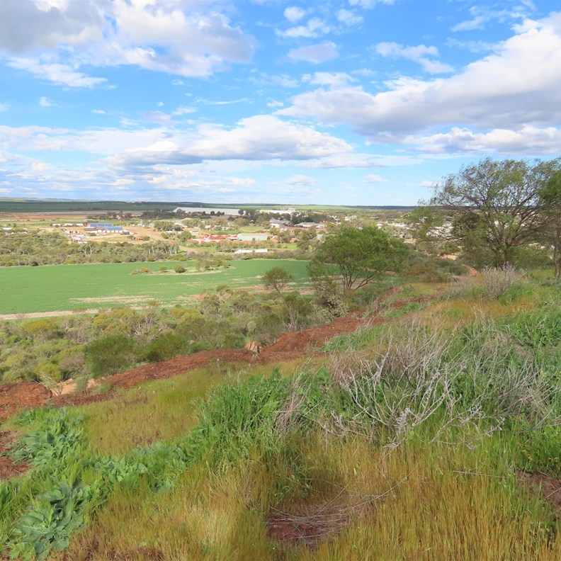 Mingenew Hill 3