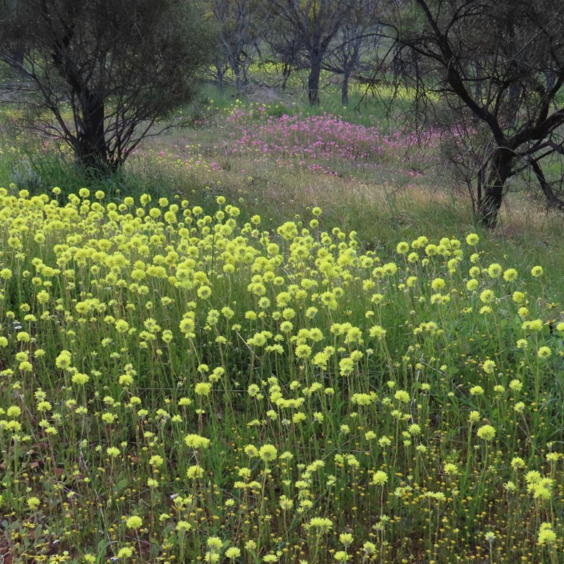Mingenew Hill 4