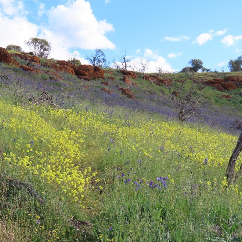Mingenew Hill 5