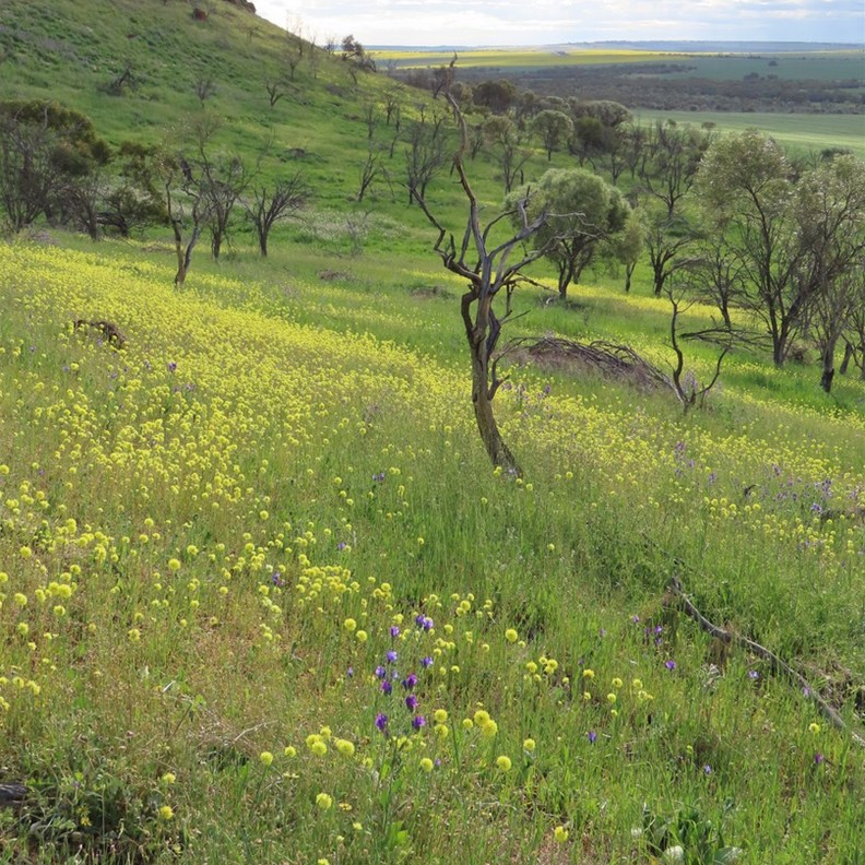 Mingenew Hill 6