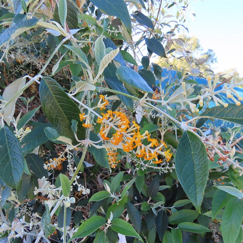Madagascar Butterfly Bush