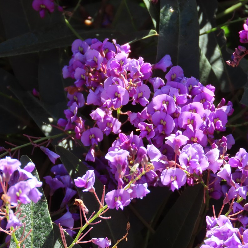 Purple Coral Pea