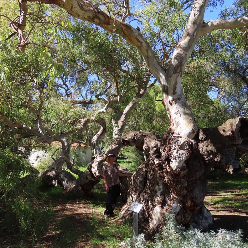 River Red Gum (1230AD)
