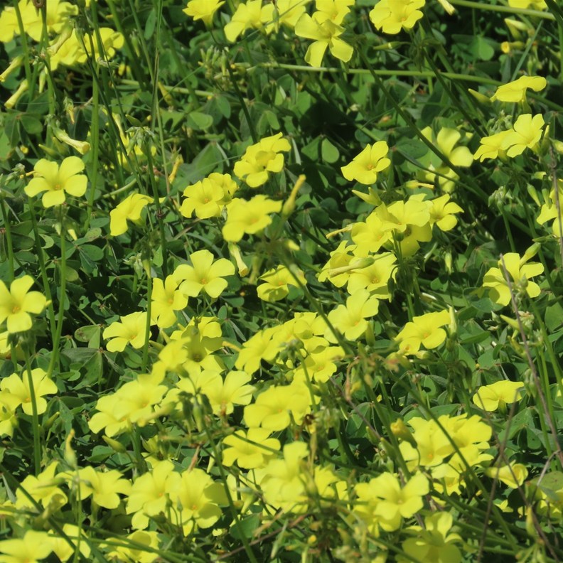 Bermuda Buttercup