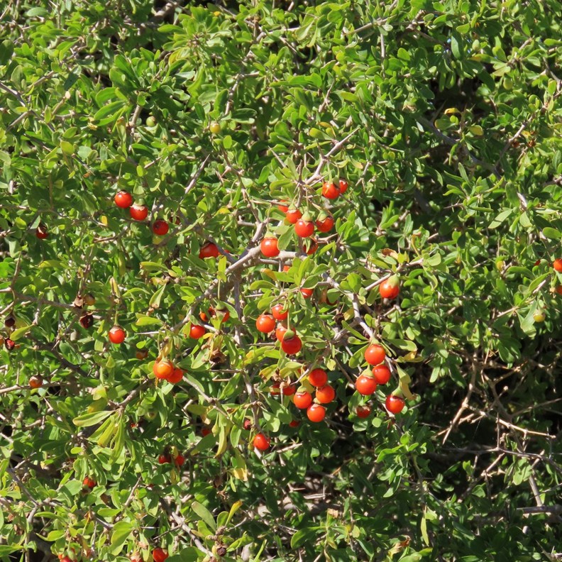 African Boxthorn
