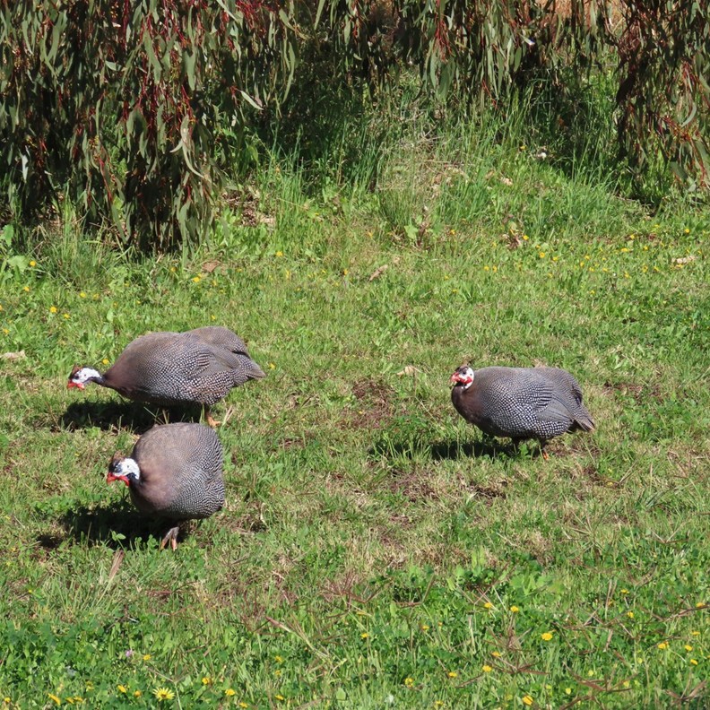 Helmeted Guineafowl