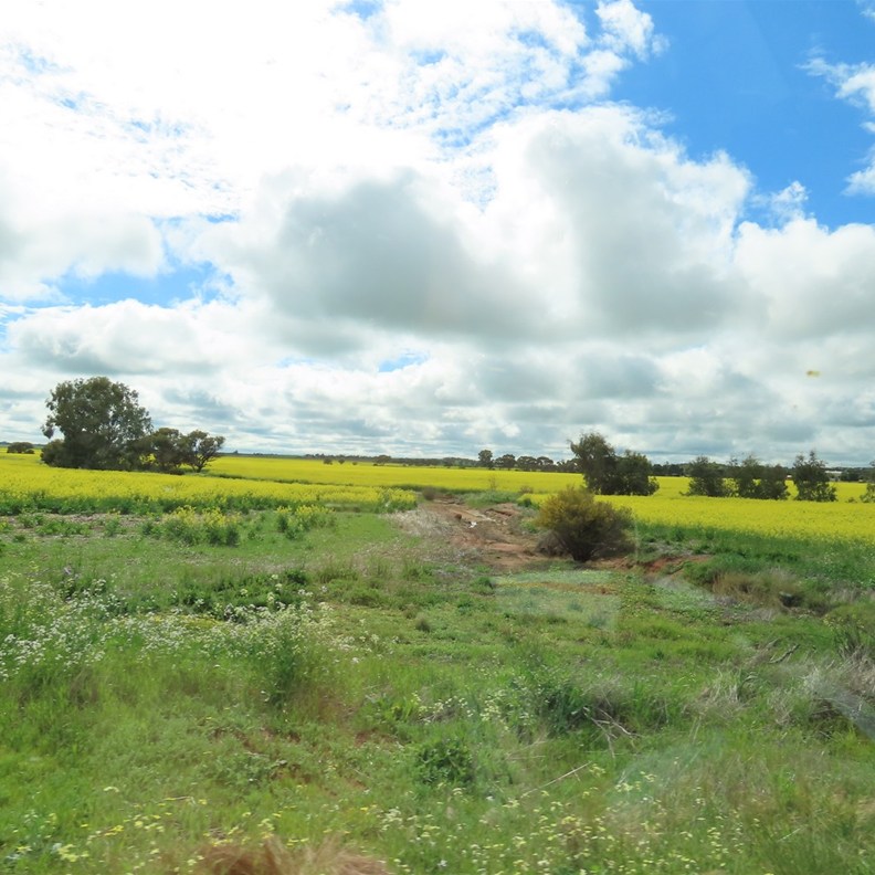 Canola Fields