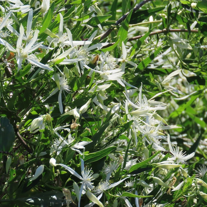 Old Man's Beard