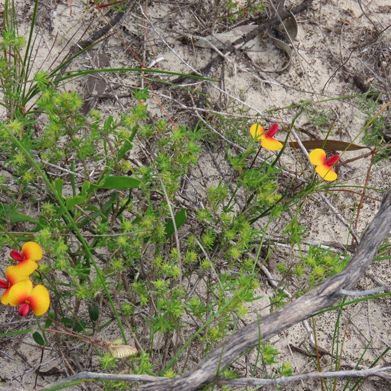 Preiss's Wedge-pea