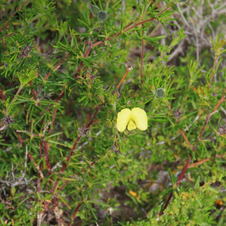 Hairy Yellow Pea