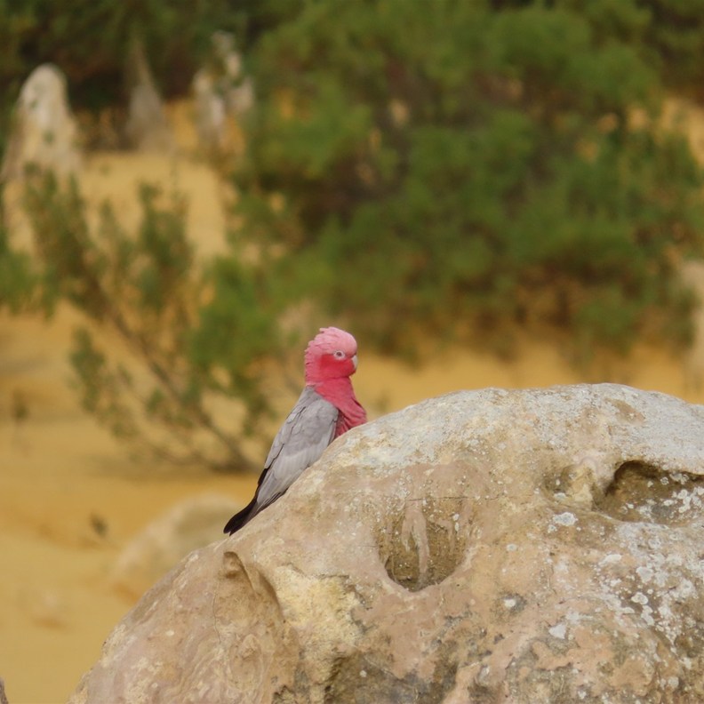 The Pinnacles 6