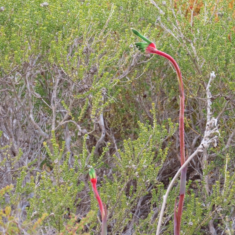 Kangaroo Paw