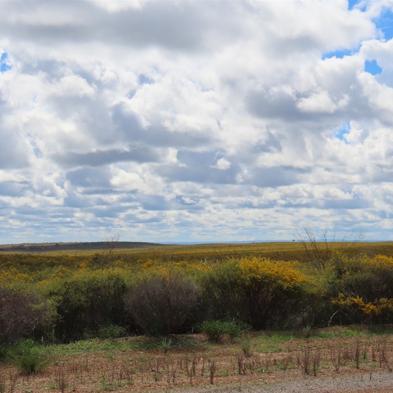Wattle as far as you can see