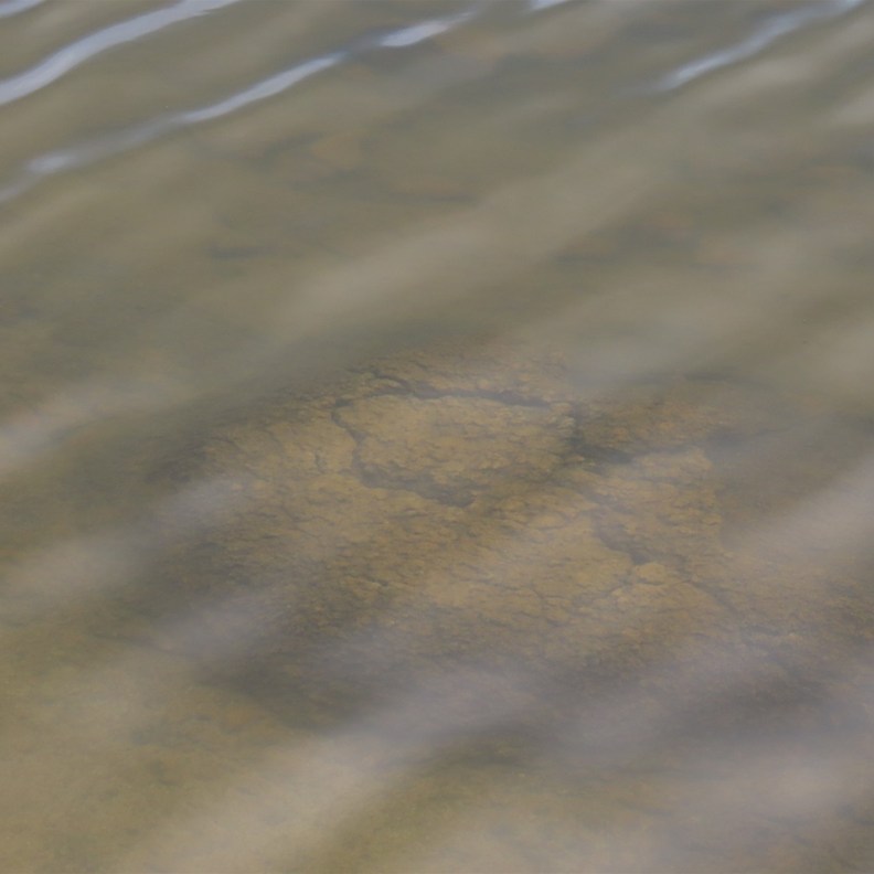 Stromatolites