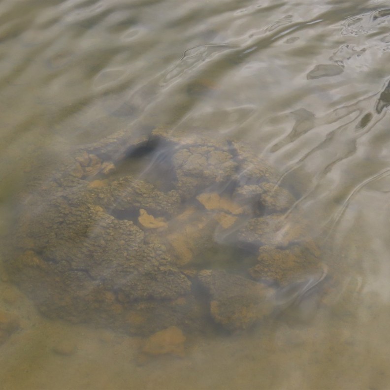 Stromatolites 2