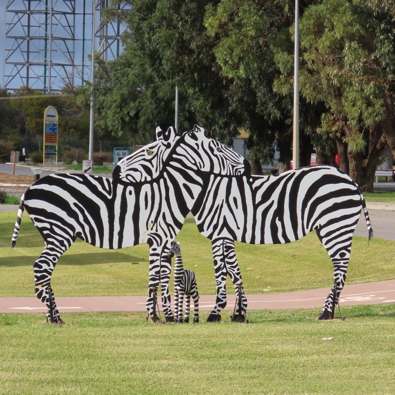 Zebra's farewell us from Cervantes