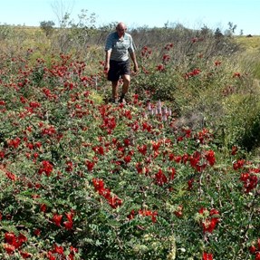 Stunning Sturt's Desert Peas
