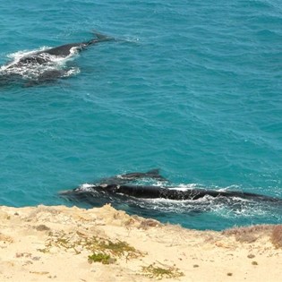 This close to whales!