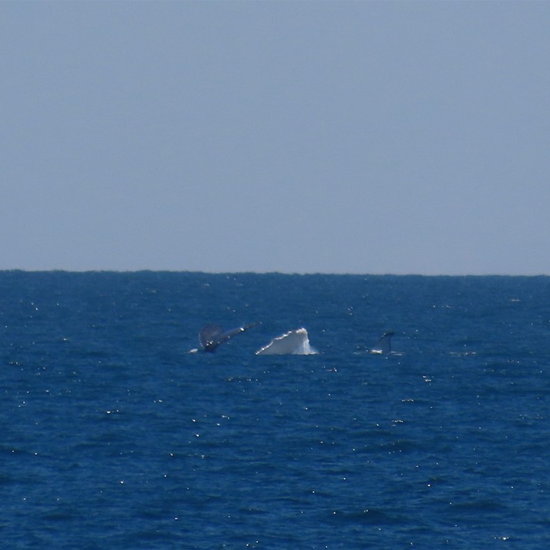Whales