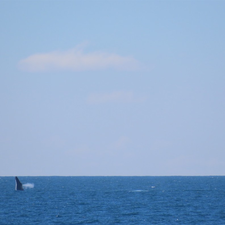 Whales 2