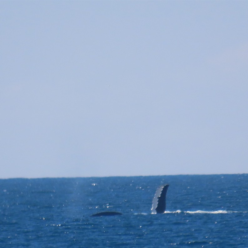 Whales 3