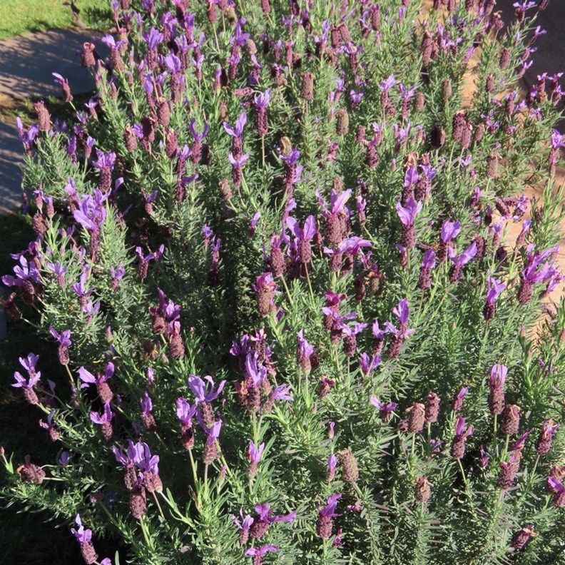 Cape Lavender Tearooms 2