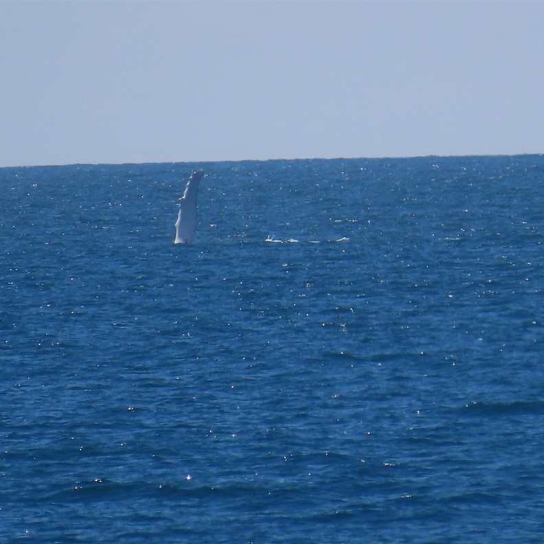 Whales 4