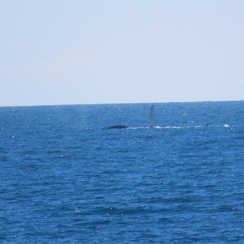 Whales 5