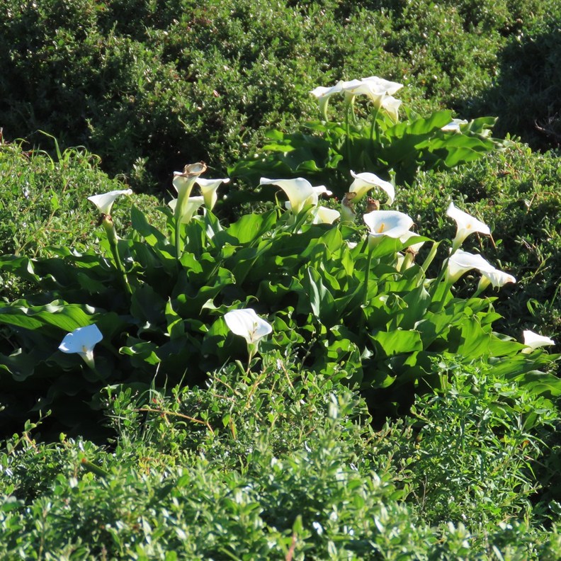 These lillies grow wild everywhere here 
