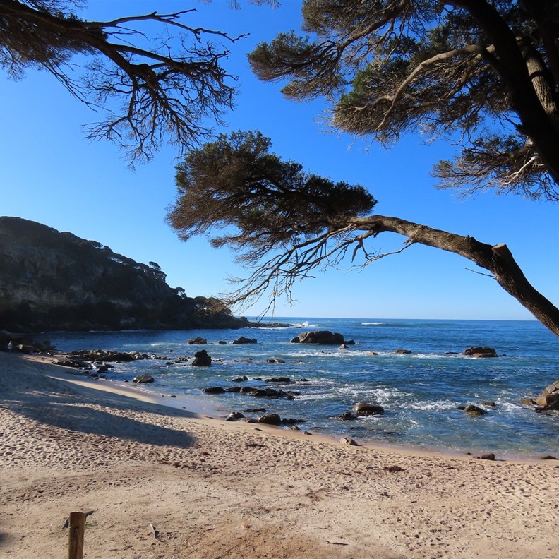 Shelly Cove