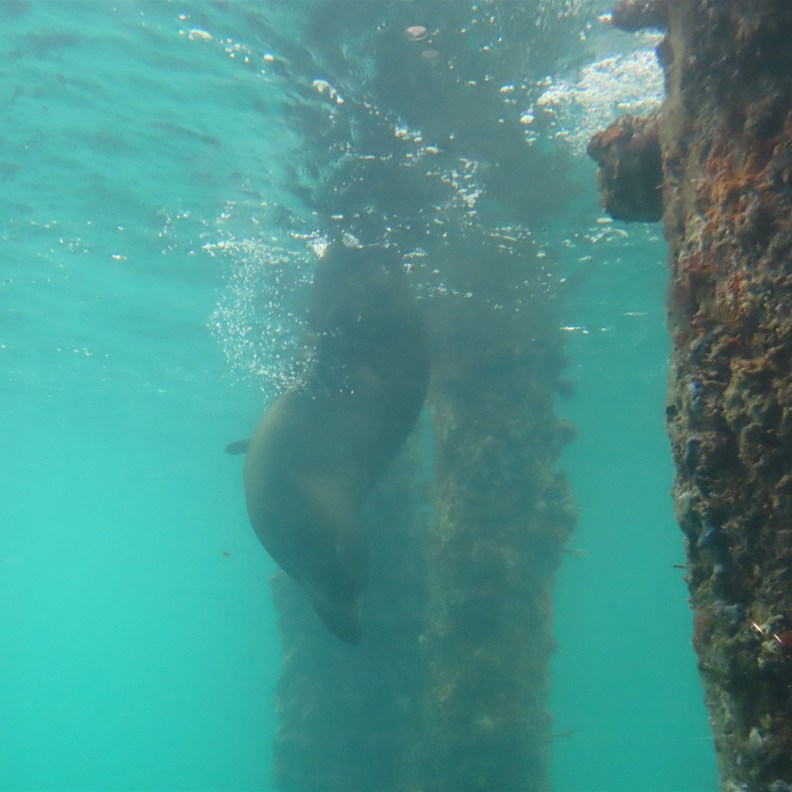 Fur Seal playing in the water