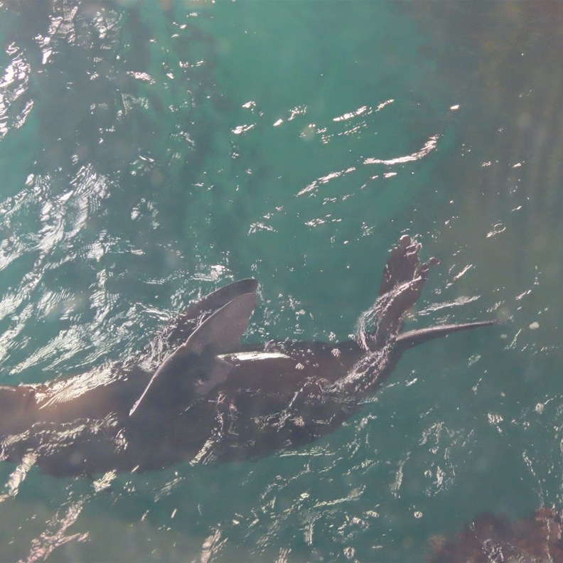 Fur Seal