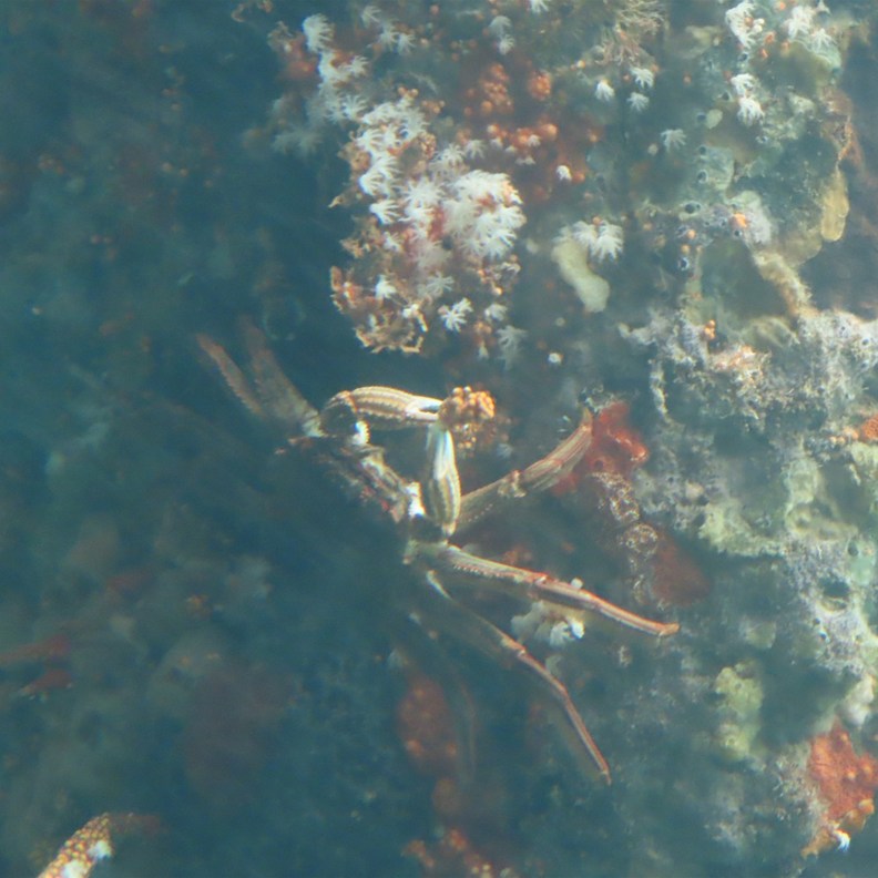 Busselton Jetty 2