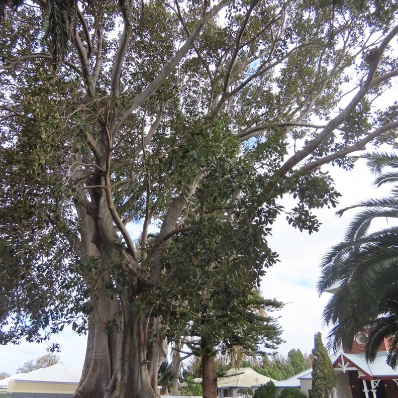 Moreton Bay Fig Tree