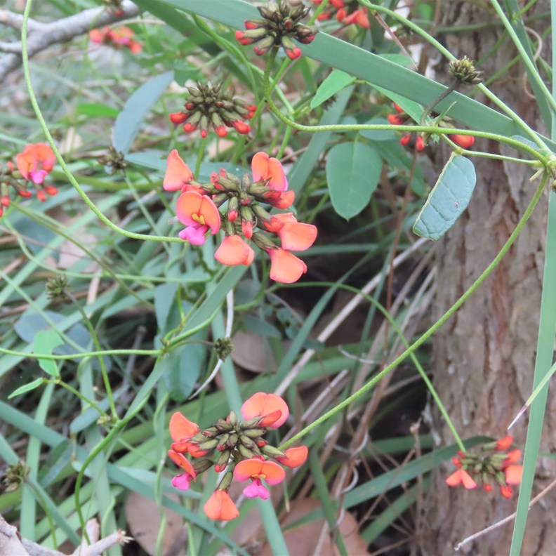 Coral Pea