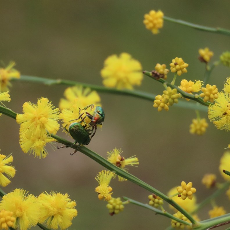 Wattle