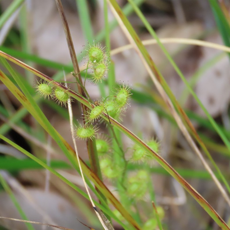 sundew