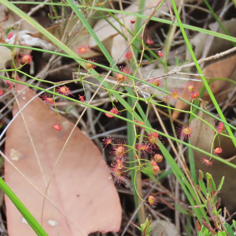 red climbing sundew